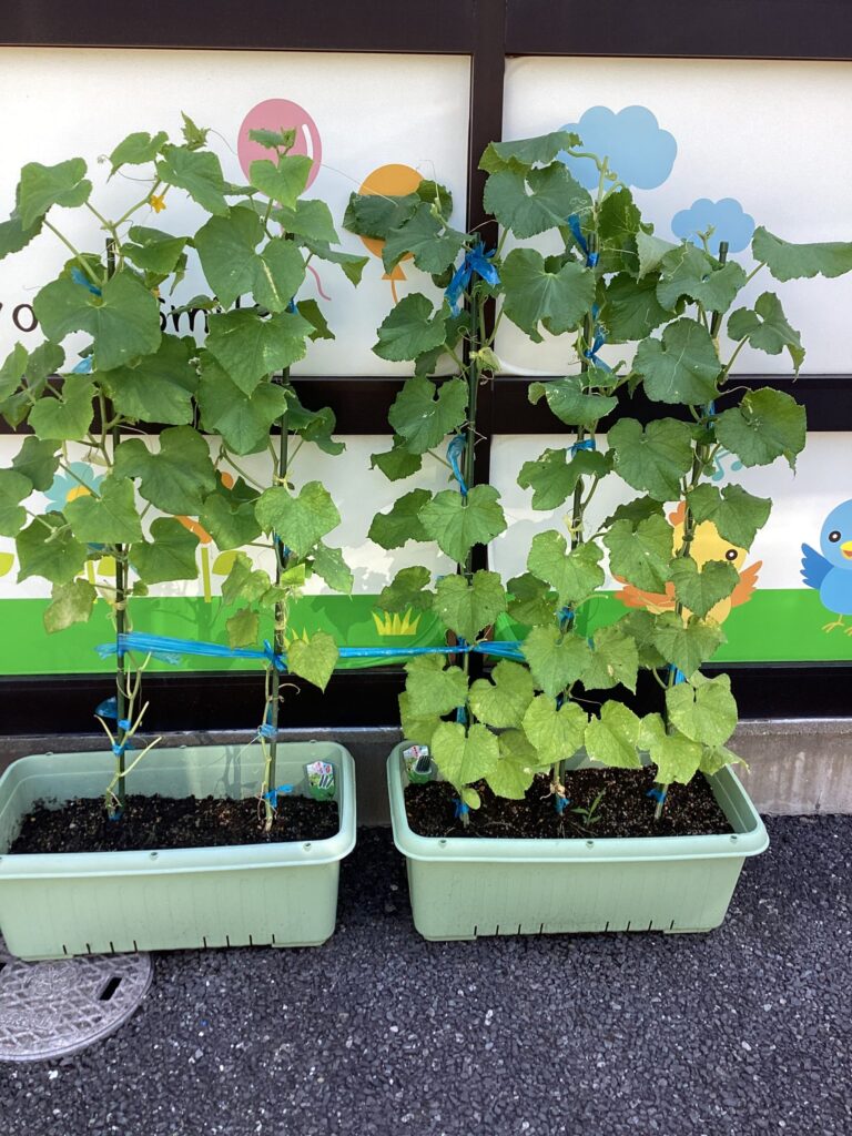 ことり保育園 公津の杜園