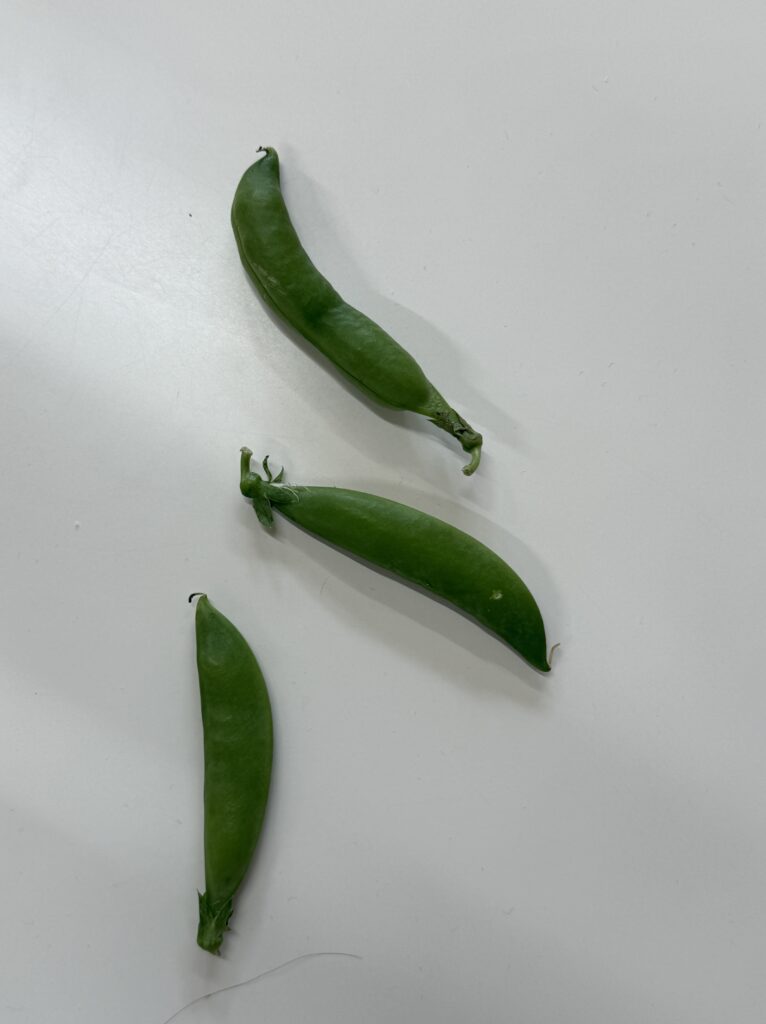食育（スナップエンドウ）