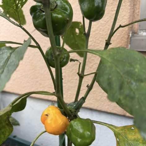 🌟６月の食育体験・活動の様子🌟