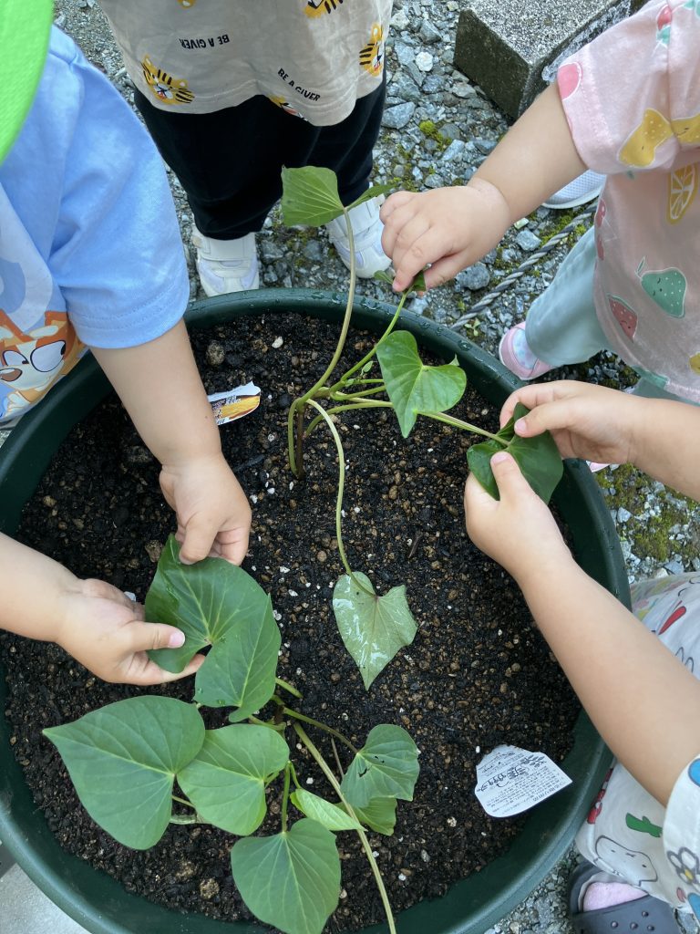 🌟５月の食育体験・活動の様子🌟